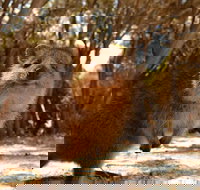 Wave Rock  Rottnest Island - Air  Ground Tour - Restaurant Canberra