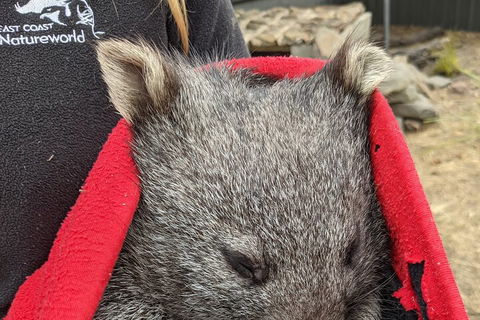 2-Day Tas East Coast Escape Tour Including Bay Of Fires, Wineglass Bay & Devils - Restaurant Canberra 3