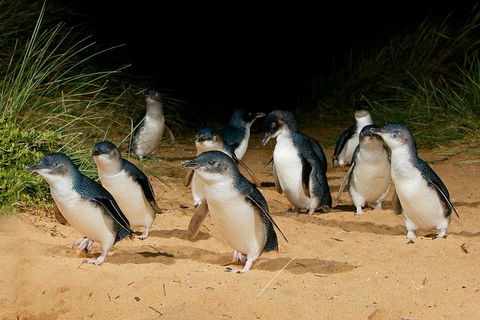 Small Group - Phillip Island Hike & Penguin Parade Day Tour From Melbourne - Restaurant Canberra 1