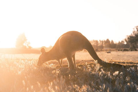 Small Group - Phillip Island Hike & Penguin Parade Day Tour From Melbourne - Restaurant Canberra 2