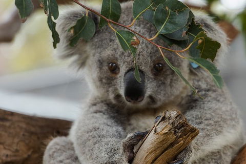 Small Group - Phillip Island Hike & Penguin Parade Day Tour From Melbourne - Restaurant Canberra 4