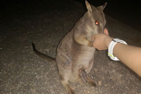 Private Tour To Paronella Park, Historic Village Herberton And Wild Life Wallaby - Restaurant Canberra 0
