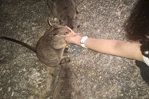 Private Tour To Paronella Park, Historic Village Herberton And Wild Life Wallaby - Restaurant Canberra 4