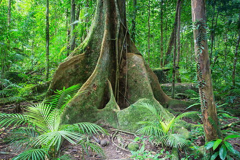 Mossman Gorge Adventure Day - Restaurant Canberra 4