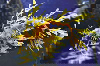 SEA LIFE Melbourne Aquarium Admission Ticket