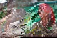 Small-Group Phillip Island Penguin Parade Day Tour from Melbourne