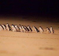 Phillip Island Penguin Parade Express Tour from Melbourne - Restaurant Canberra