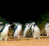 Puffing Billy Moonlit Sanctuary  Penguins Day Tour - Restaurant Canberra