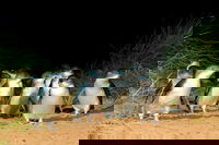 Puffing Billy Moonlit Sanctuary  Penguins Day Tour, Melbourne