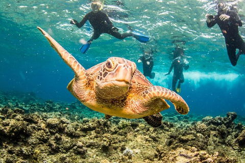 Great Barrier Reef Diving And Snorkeling Cruise From Cairns - Restaurant Canberra 3