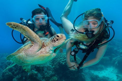 Great Barrier Reef Diving And Snorkeling Cruise From Cairns - Restaurant Canberra 4