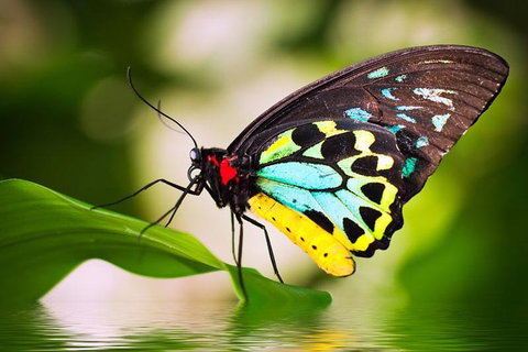 Australian Butterfly Sanctuary - Restaurant Canberra 4