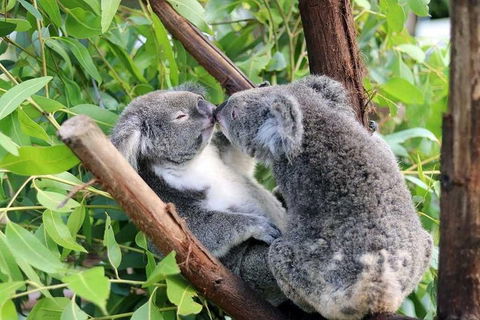 Classic Kuranda By Skyrail And Scenic Railway Including Rainforestation, Koala And Wildlife Park And Pamagirri Aboriginal Experi - Restaurant Canberra 3