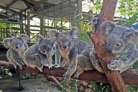 Kuranda Rainforestation & Kuranda Scenic Rail - Restaurant Canberra 5