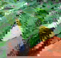 Australian Butterfly Sanctuary- Virtual Interactive Tour With Private Guide - Restaurant Canberra