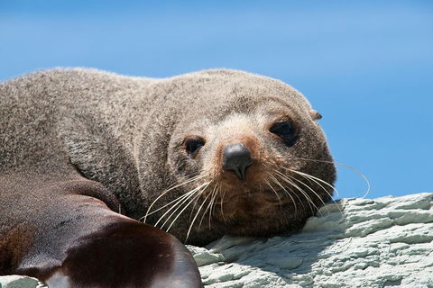 Kangaroo Island 75-Minute Ocean Safari - Restaurant Canberra 1
