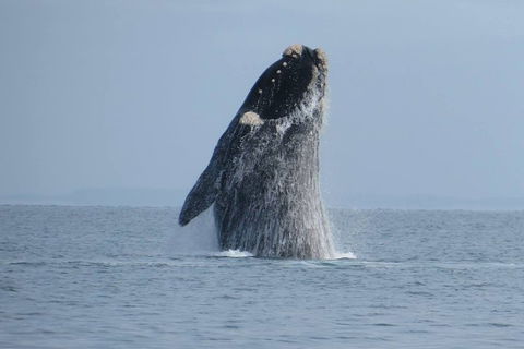 Kangaroo Island 75-Minute Ocean Safari - Restaurant Canberra 2