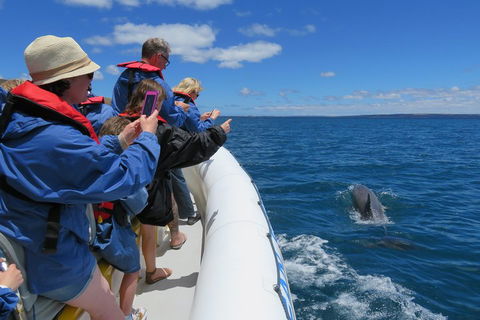 Kangaroo Island 75-Minute Ocean Safari - Restaurant Canberra 3