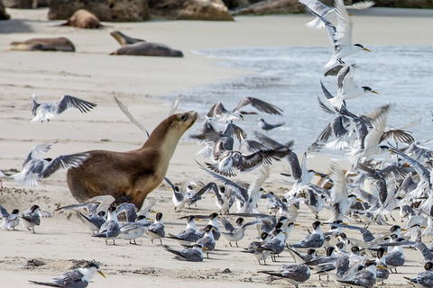Full-Day Kangaroo Island Experience Departing From Kangaroo Island - Restaurant Canberra 1
