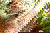 Small-Group Phillip Island Day Trip from Melbourne