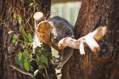 Melbourne City Tour And Phillip Island In One Day - Restaurant Canberra 0