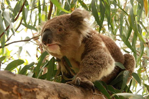 Private Tour: Great Ocean Road From Melbourne - Restaurant Canberra 1