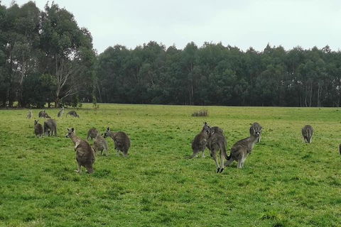 Private Tour: Great Ocean Road From Melbourne - Restaurant Canberra 4