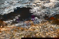 Private Tour Phillip Island Penguin Parade and Moonlit Sanctuary Conservation Park from Melbourne