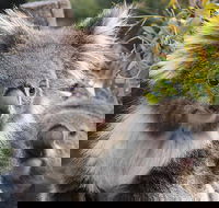 Kuranda Koala Gardens and Birdworld Admission Tickets - Restaurant Canberra