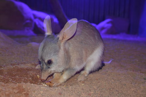 Kuranda Wildlife Experience Three Attraction Pass - Restaurant Canberra 0