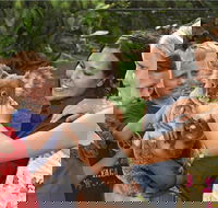 Kuranda Koala Gardens General Entry Ticket - Restaurant Canberra