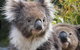 Kuranda Koala Gardens General Entry Ticket - thumb 1