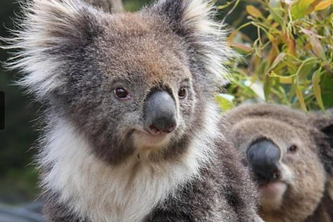 Kuranda Koala Gardens General Entry Ticket - Restaurant Canberra 1