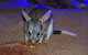 Kuranda Koala Gardens General Entry Ticket - thumb 3