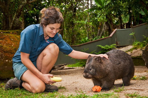 Kuranda Koala Gardens General Entry Ticket - Restaurant Canberra 4