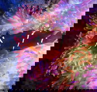 Cairns Aquarium by Twilight with 3-Course Dinner - Restaurant Canberra