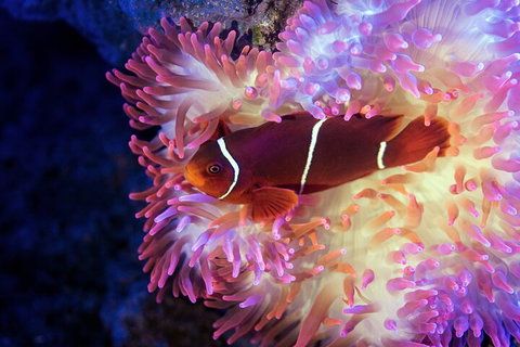 Cairns Aquarium By Twilight With 3-Course Dinner - Restaurant Canberra 0