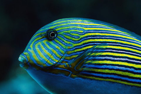 Cairns Aquarium By Twilight With 3-Course Dinner - Restaurant Canberra 5