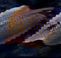 Cairns Aquarium Tour by Twilight with Drink and Appetiser - Restaurant Canberra