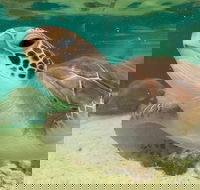 Cairns Aquarium Marine Life Encounter Ticket with 2-Course Lunch - Restaurant Canberra