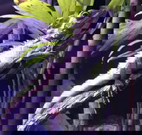 Cairns Aquarium Admission Ticket - Restaurant Canberra