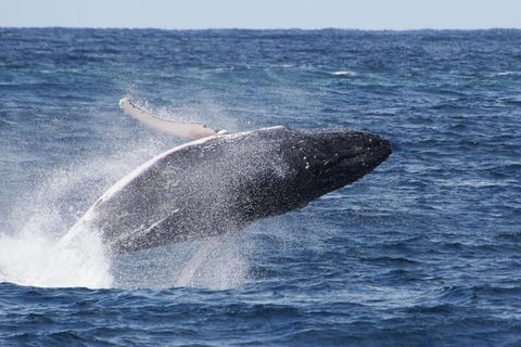 Whale Watching By Sea World Cruises - Restaurant Canberra 0