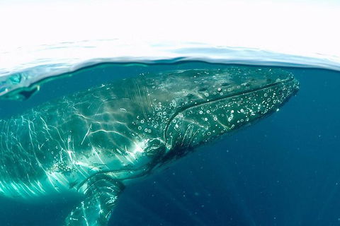 Whale Watching By Sea World Cruises - Restaurant Canberra 2