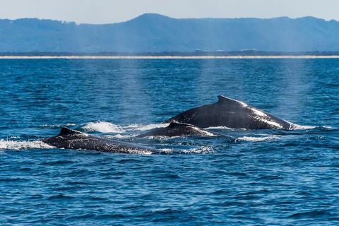 Whale Watching By Sea World Cruises - Restaurant Canberra 4