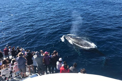 Whale Watching By Sea World Cruises - Restaurant Canberra 5
