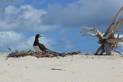 Seastar Luxury Outer Great Barrier Reef Island And Reef Tour From Cairns - Restaurant Canberra 1