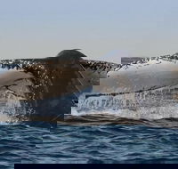 Sydney Whale-Watching Cruise Including Lunch or Breakfast - Restaurant Canberra