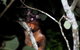 Atherton Tablelands Rain Forest By Night From Cairns - thumb 4