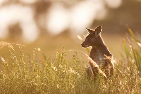 Blue Mountains Day Tour With Wildlife At Sunset From Sydney - Restaurant Canberra 2