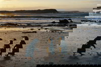 Phillip Island Penguin Parade Day Trip with Koala Conservation Reserve Visit, Melbourne